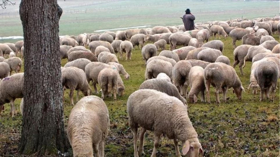 Πυροβόλησαν 13χρονο βοσκό στην Ξάνθη